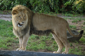 Obraz premium lion in the grass