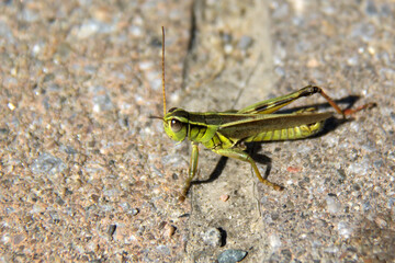 close up of a grasshopper