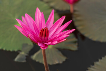The lotus that emerges from the water. There are leaves on the surface of the water. The pink lotus...