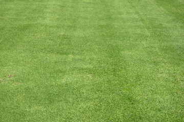 green lawn park texture background