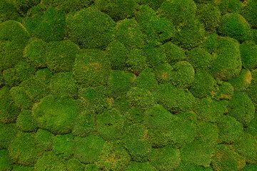 Background of rough bulge and bumpy moss and green wall.  - obrazy, fototapety, plakaty