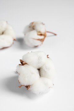 Cotton flowers on white fluffy background, closeup. Space for text