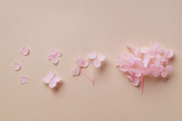 Beautiful pink hortensia flowers on beige background, flat lay