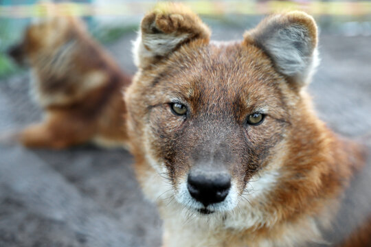 Canids Изображения: просматривайте стоковые фотографии, векторные ...