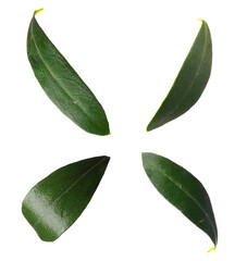 Set with fresh green olive leaves on white background