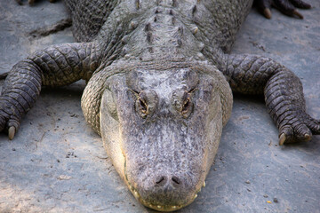 Close up of a crocodile