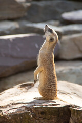 Meerkat guarding and standing on a rock
