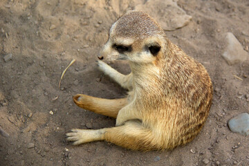 Fototapeta premium Meerkat sitting on sand