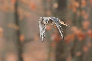 Falco sparverius, American kestrel, Poštolka pestrá in the flight in autumn