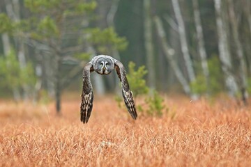 Strix nebulosa, Great grey owl
Puštík vousatý in fte flight
