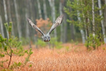 Strix nebulosa, Great grey owl
Puštík vousatý in fte flight