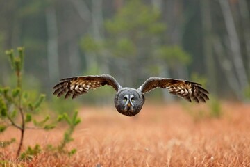 Strix nebulosa, Great grey owl
Puštík vousatý in fte flight