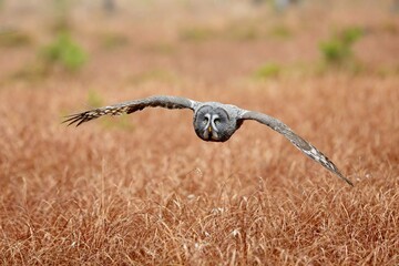 Strix nebulosa, Great grey owl
Puštík vousatý in fte flight