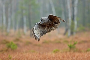 Strix nebulosa, Great grey owl
Puštík vousatý in fte flight