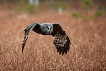Strix nebulosa, Great grey owl
Puštík vousatý in fte flight