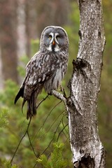 Strix nebulosa, Great grey owl
Puštík vousatý in fte flight