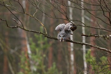 Strix nebulosa, Great grey owl
Puštík vousatý in fte flight