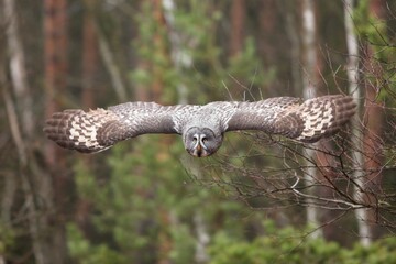 Strix nebulosa, Great grey owl
Puštík vousatý in fte flight
