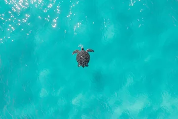 Poster Aerial view of a turtle in blue water © FRPhotos