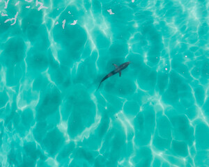 Aerial view of a shark in blue water