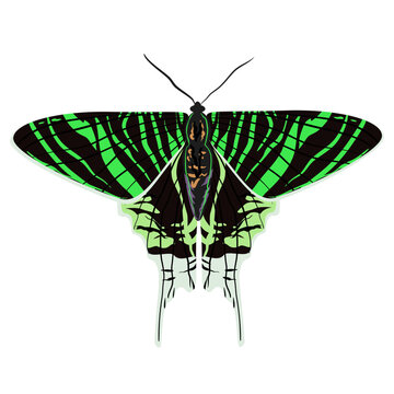 Tropical butterfly Urania leilus, the green-banded, is a day-flying moth of the Uraniidae family vector illustration 