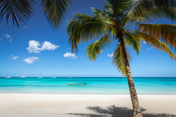 Tropical paradise, sand beach in caribbean Saona Island, Punta Cana, Dominican