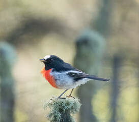 Scarlet Robin (Petroica boodang) male