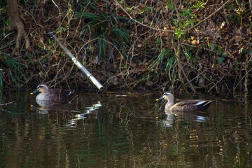 水辺で泳ぐ鴨