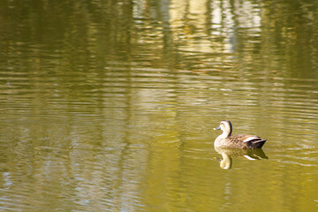 水辺で泳ぐ鴨