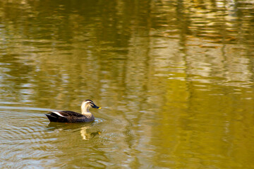 水辺で泳ぐ鴨