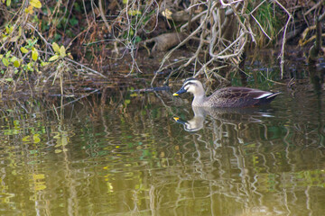 水辺で泳ぐ鴨