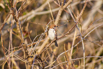 枯れ枝にとまる雀
