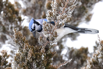 Frosty Foliage, a Jumped up Jay

Blue Jay (Cyanocitta cristata) latches to juniper branch on a cold...