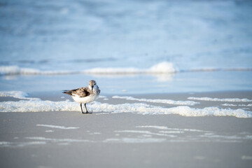 Sanderling pauses to look curiously at the camera.