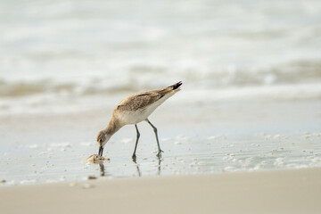 Sanderling finds breakfast.