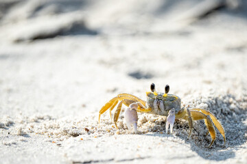Crab briefly scurrying from his hole in the sand.