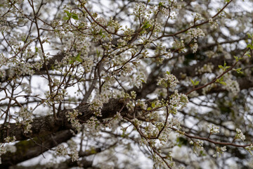 Tree blooming in spring.