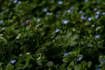 Macro shot of wildflowers in spring.