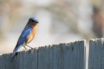 Early spring bluebird.