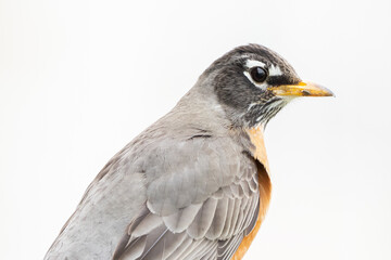 Closeup of a wild Robin.