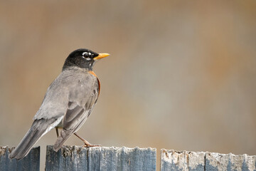 Wild robin resting on a backyard fence.