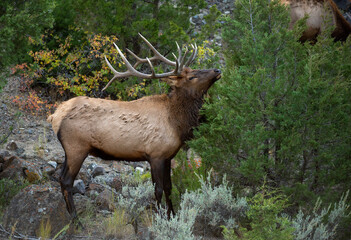 Bull Elk