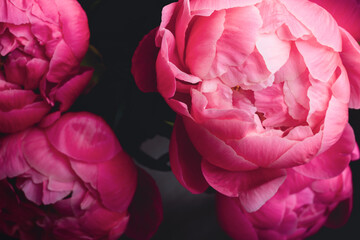 Close up of vibrant pink peony flowers in bouquet 