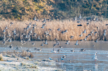 Black-tailed Godwit, Limosa limosa in flight in environment	