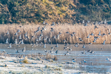 Black-tailed Godwit, Limosa limosa in flight in environment	