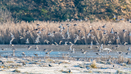 Black-tailed Godwit, Limosa limosa in flight in environment	