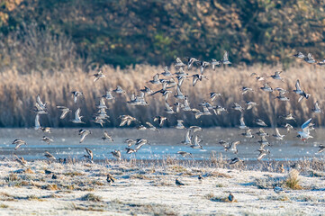 Black-tailed Godwit, Limosa limosa in flight in environment	