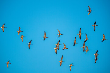 Brent Goose, Branta bernicla in flight, Devon, England