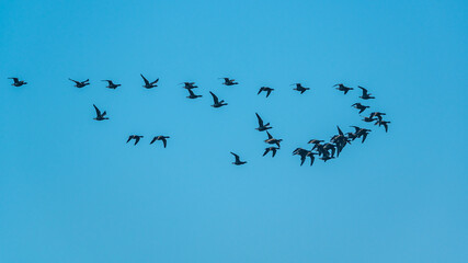 Brent Goose, Branta bernicla in flight, Devon, England