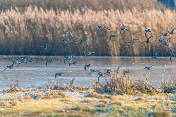 Eurasian Wigeon, Mareca penelope birds in flight, Devon, England
